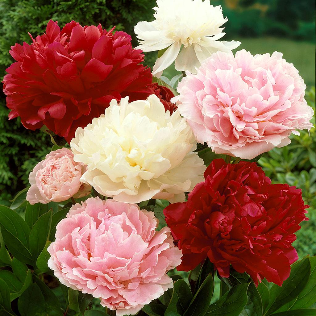 Peonies Mixed Colors Set Of 6 Roots 8563144 HSN