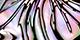 Abalone