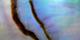 Abalone