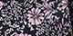 Black Orchid