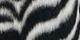 Black/White Zebra