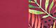 Burgundy/Palms