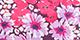 Floral Cheetah