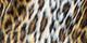 Neutral Leopard