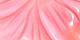 Pink Conch
