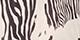 Wild Zebra