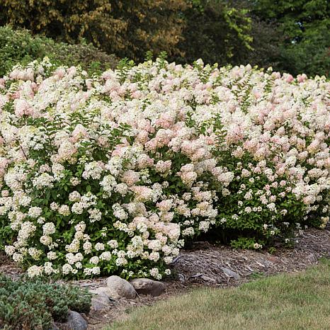 Leaf & Petal 1-Piece Strawberry Sundae Hydrangea | HSN