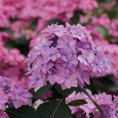 Proven Winners Flowering Hydrangea Let's Dance Can Do 4.5" x 5" Pot