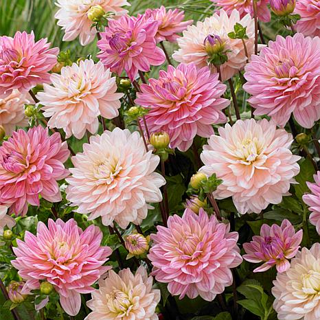 Van Zyverden Dahlias Pretty In Pink Blend Bulbs 7-pack