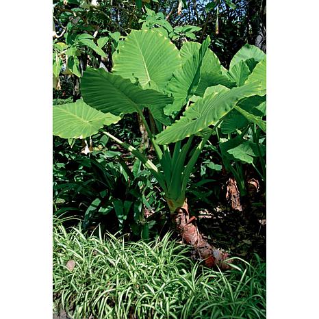 VanZyverden Jumbo Upright Elephant Ears 3-piece Bulb Set