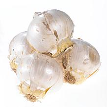 Allium Giganteum Set of 1 Bulbs