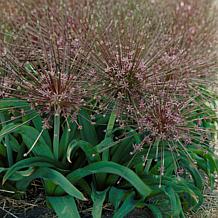 Allium Schubertii Set of 3 Bulbs
