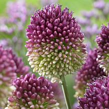 Allium Sphaerocephalon Set of 25 Bulbs
