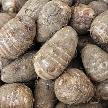 Antiquorum Illustris Elephant Ears - 1 Bulb