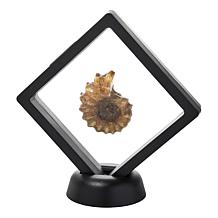 "As Is" Jay King Medium Ammonite Specimen in Floating Black Frame
