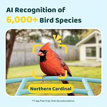 BIRDFY AI Auto Capture Motion Detection Solar Powered Bird Feeder
