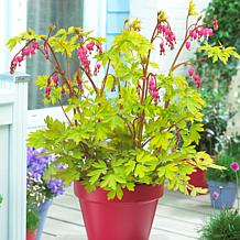 Bleeding Hearts Gold Heart Set of 1 Root