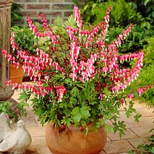Bleeding Hearts Set of 5 Roots