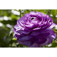 Butter Cups Ranunculus Double Purple Set of 25 Bulbs