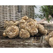 Callas Mixed Colors Set of 8 Bulbs