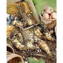 Cannas Giant Black Knight Set of 6 Bulbs