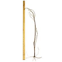 Crape Myrtle Red Root Stock