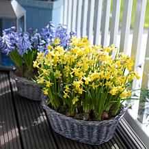 Daffodils Tete A Tete for Containers Set of 25 Bulbs