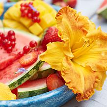 Daylilies Fragrant Returns Set of 3 Roots