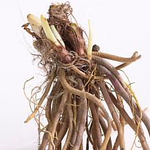 Daylilies ReBlooming Stella de' Oro Set of 5 Roots