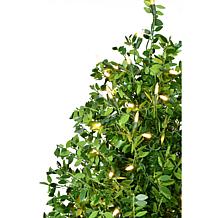 Fraser Hill Farm 2-Ft. Boxwood Porch Tree in Black Pot w/ White Lights