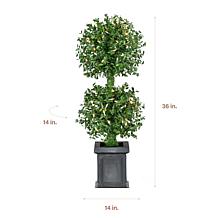 Fraser Hill Farm 3-Ft. Boxwood 2-Ball Topiary with Black Pot and Wa...
