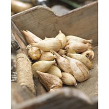 Freesias Double Blooming White - 25 Bulbs