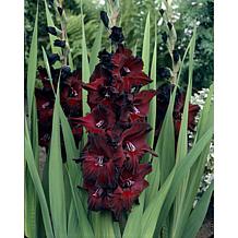 Gladiolus Large Flowering Black Beauty Set of 12 Bulbs