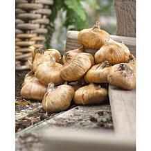 Gladiolus Large Flowering Grande Passion Set of 12 Bulbs