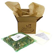 Gladiolus Large Flowering Rainbow Mixed Set of 25 Bulbs