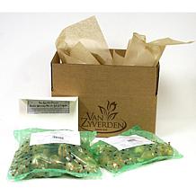 Gladiolus Large Flowering Rainbow Mixed Set of 50 Bulbs