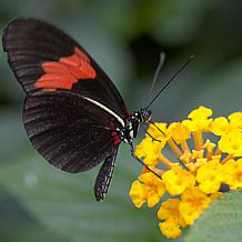 Hello Yellow Asclepias "Support The Monarchs" - Set of 3 Roots