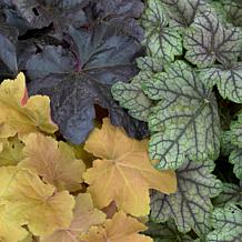 Heuchera Mixed Roots 5-Pack
