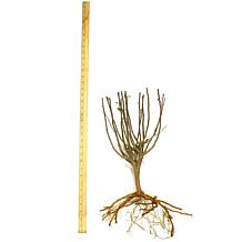 Hibiscus Lucy Red Root Stock