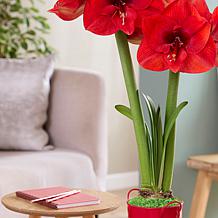 Holiday Bloom Amaryllis Kit
