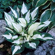 Hosta Fire and Ice Set of 3 Roots