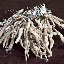 Hosta Francee Set of 5 Roots