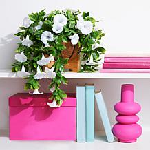 Improvements 11" Petunia Hanging Baskets - 2-pack