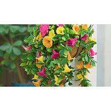Improvements 11" Petunia Hanging Baskets - 2-pack