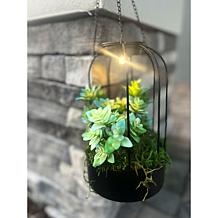 Improvements Solar Plant Lantern
