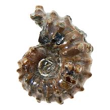 Jay King Small Ammonite Specimen in Floating Black Frame