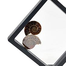 Jay King Small Ammonite Specimen Pair in Frame