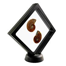 Jay King Small Ammonite Specimen Pair in Frame
