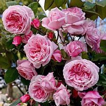 Leaf & Petal 1-Piece Climbing Kiss Me Kate Rose
