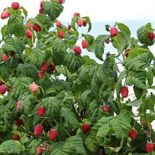 Leaf & Petal 1-Piece Everbearing Red Raspberry